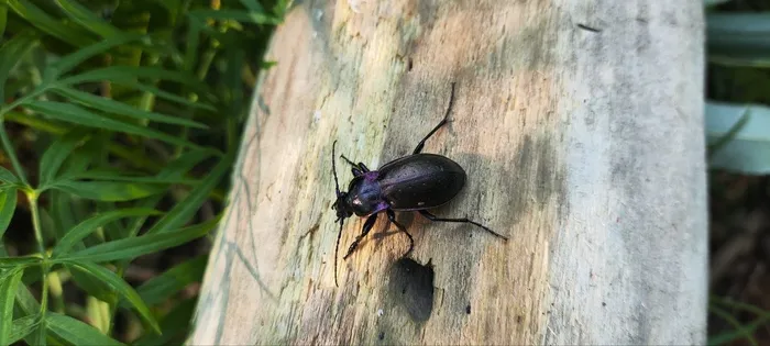 Violet Ground Beetle