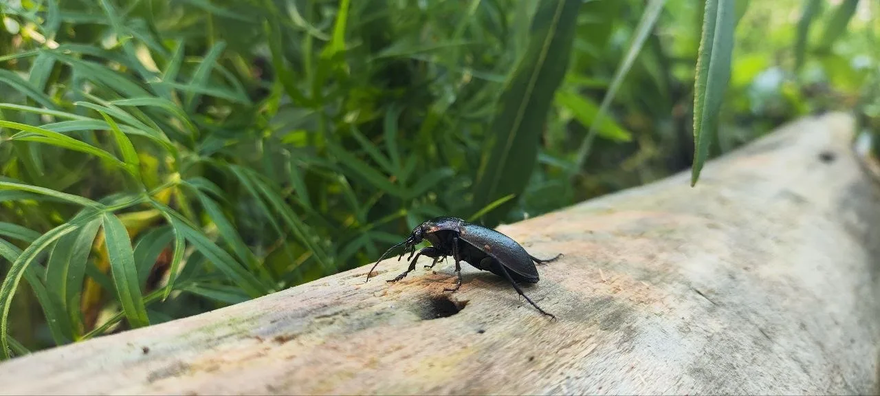 Violet Ground Beetle photo 2