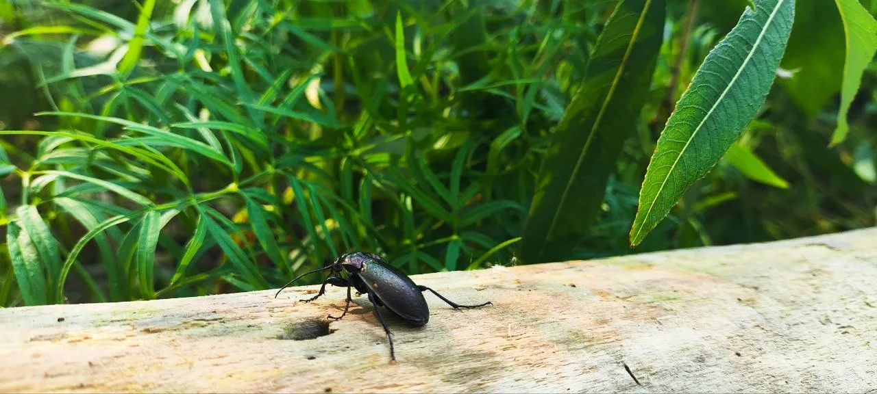 Violet Ground Beetle photo 3