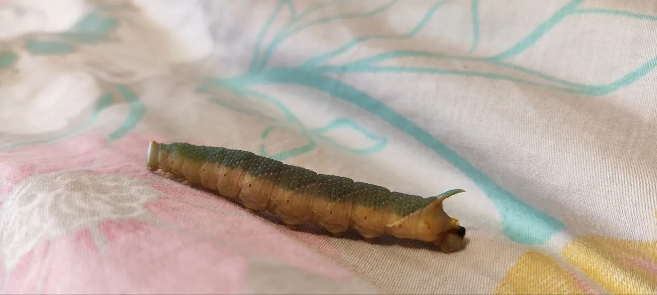 Lime hawk-moth (Mimas tiliae)