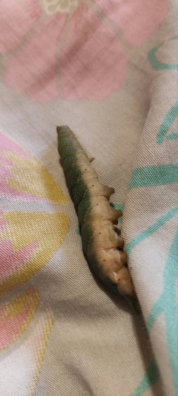 Lime hawk-moth (Mimas tiliae) photo 2