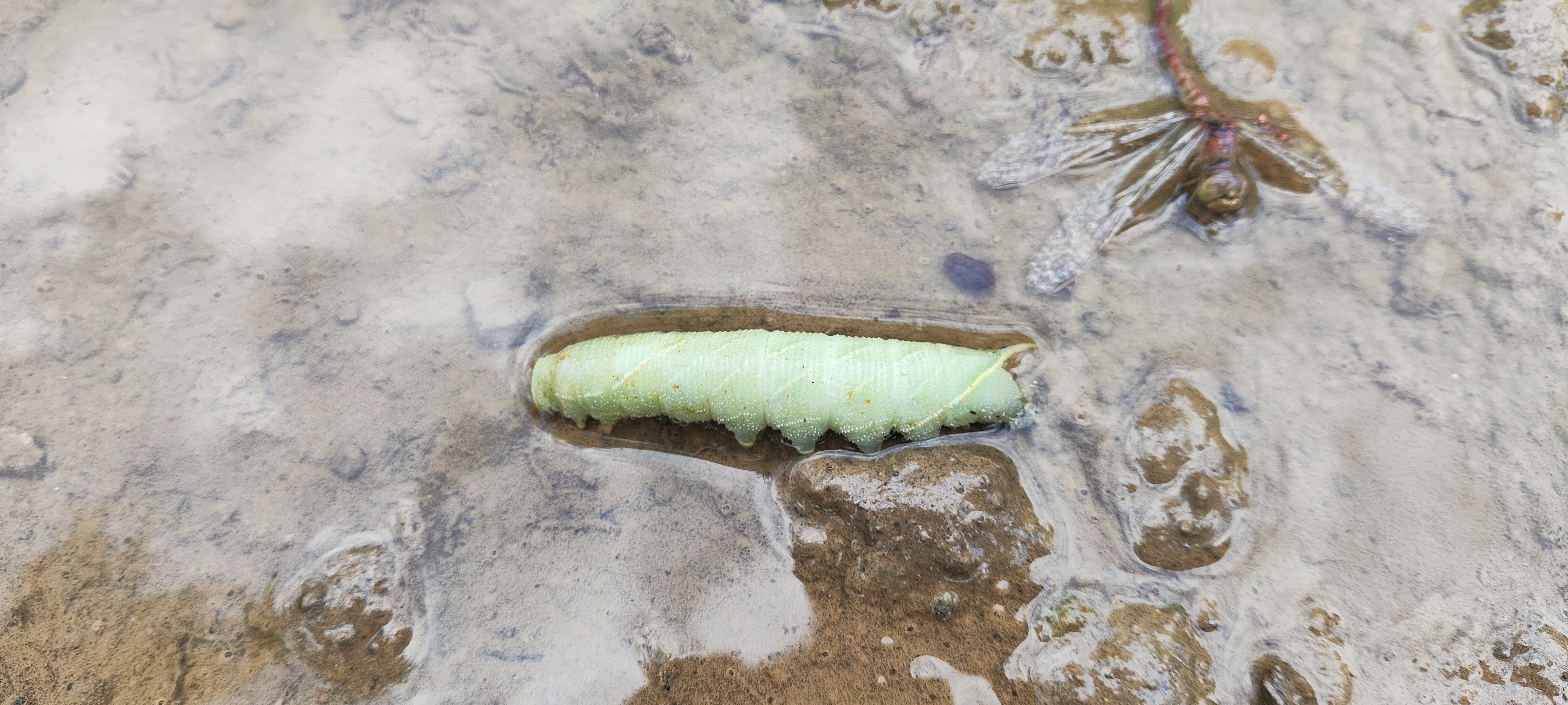 Unidentified hawk-moth caterpillar
