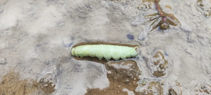 Unidentified hawk-moth caterpillar