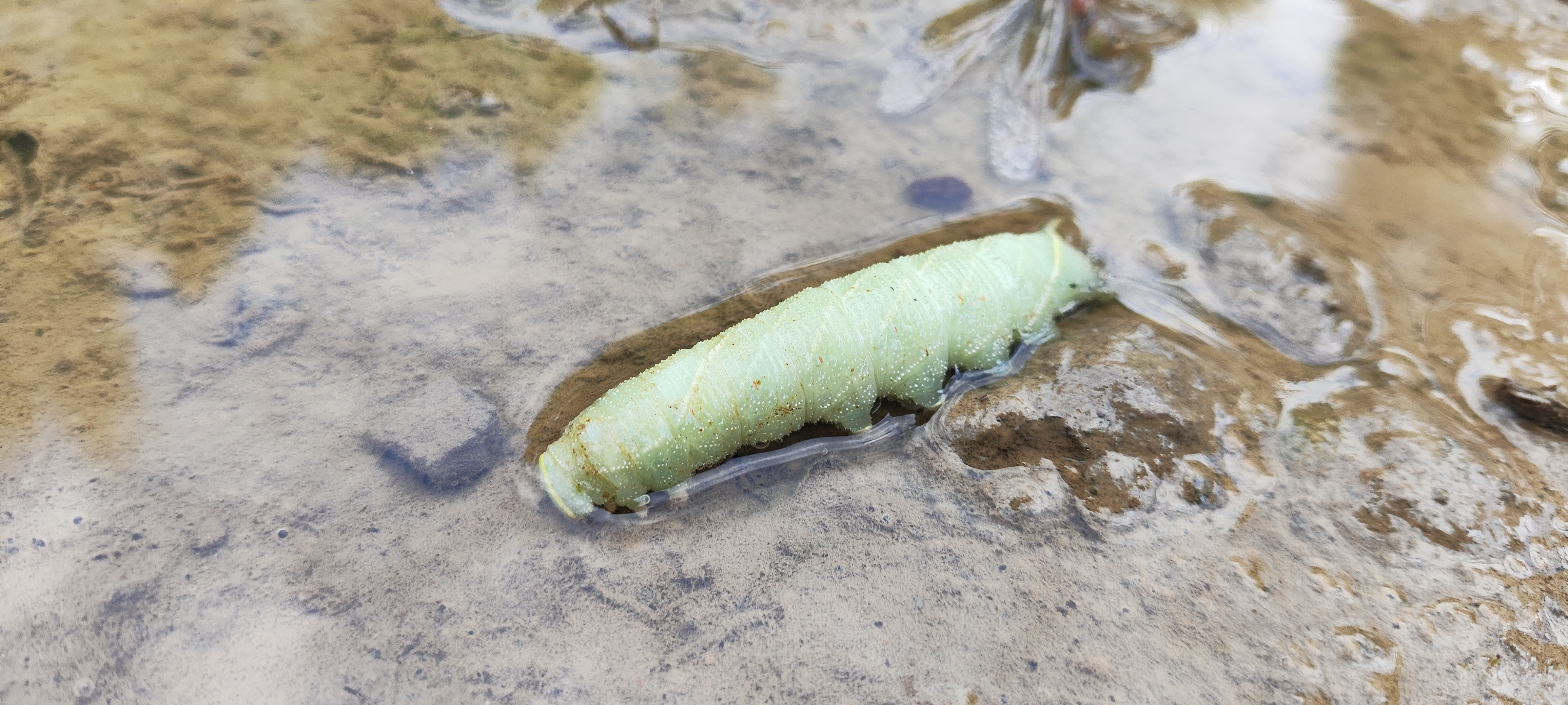 Unidentified hawk-moth caterpillar photo 2