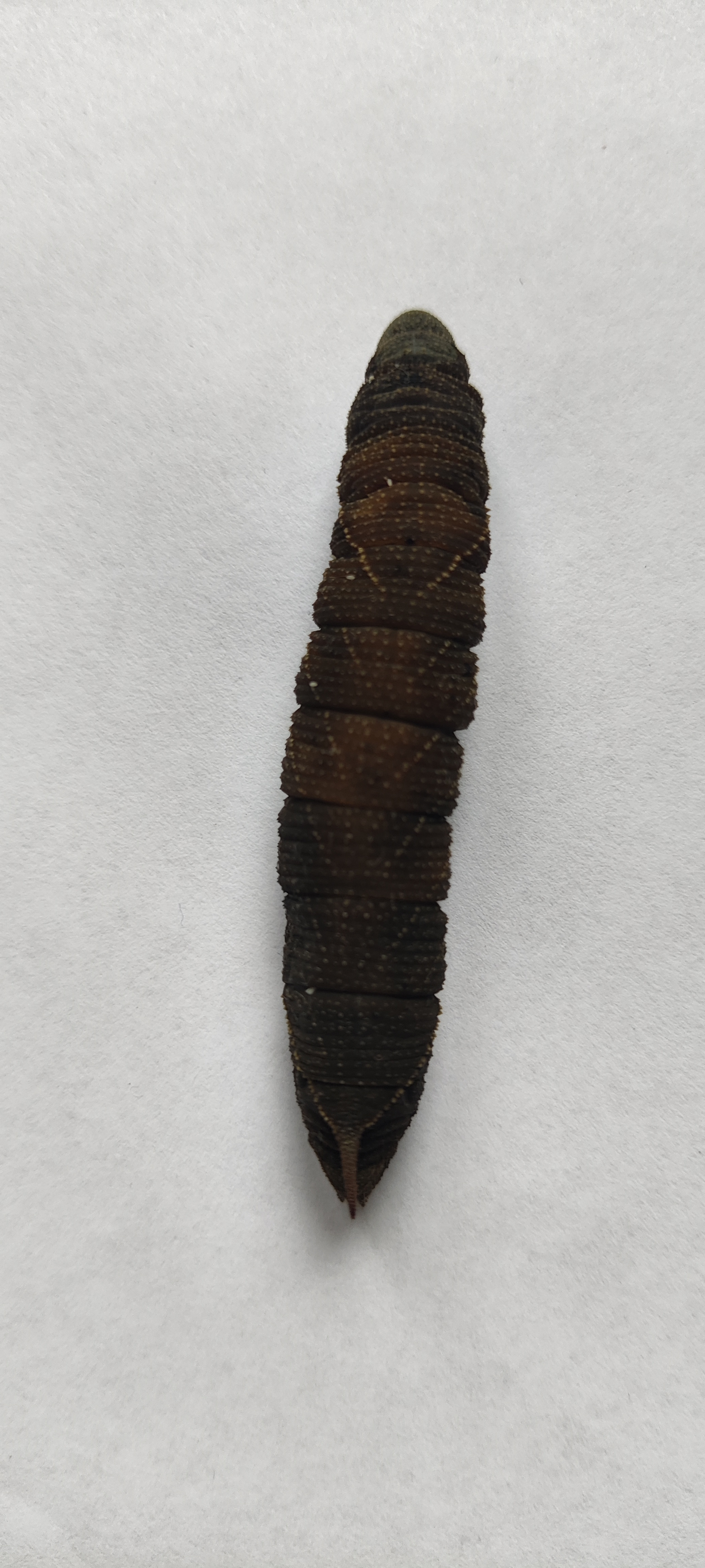Unidentified hawk-moth caterpillar photo 3