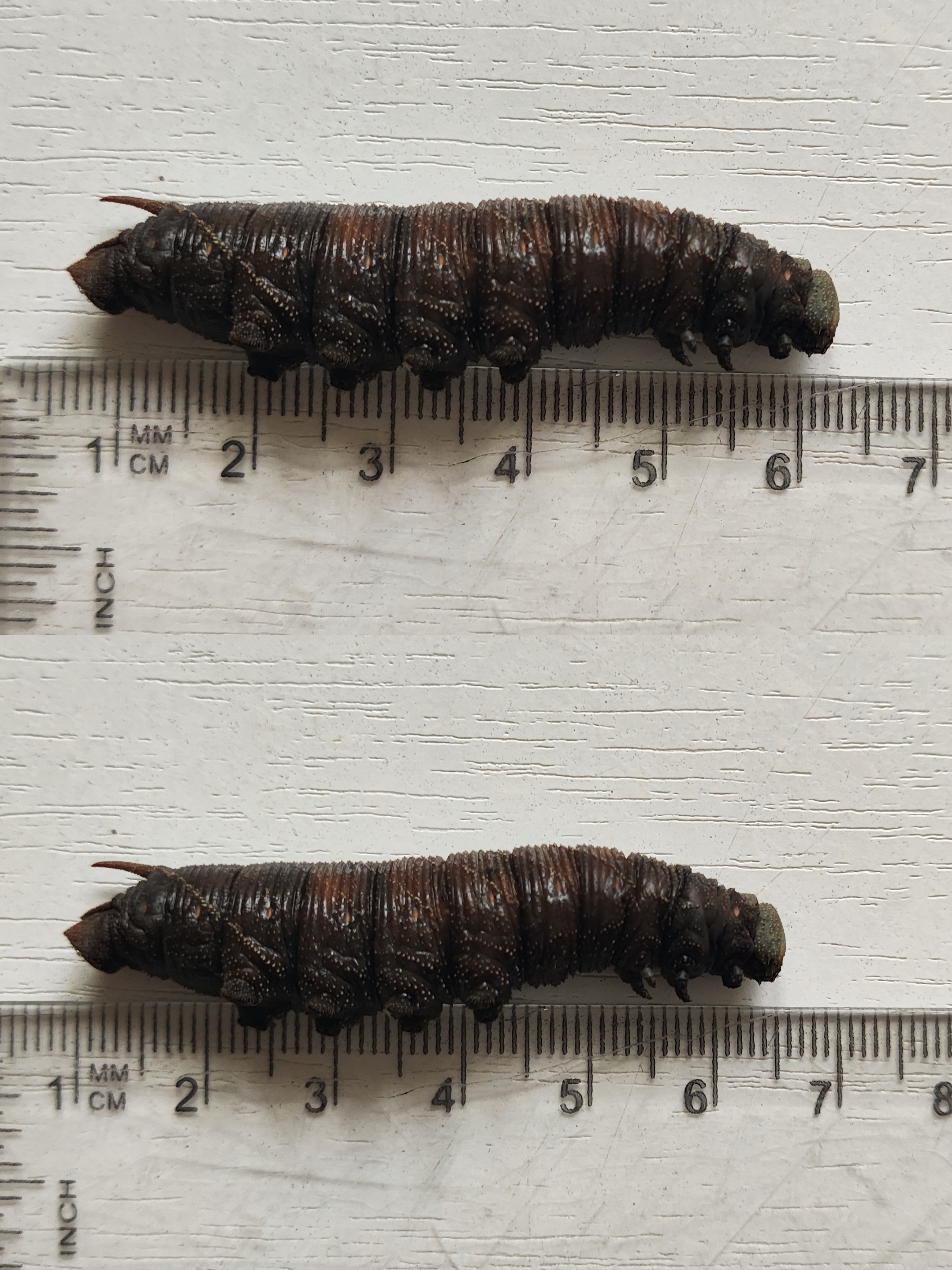 Unidentified hawk-moth caterpillar photo 4