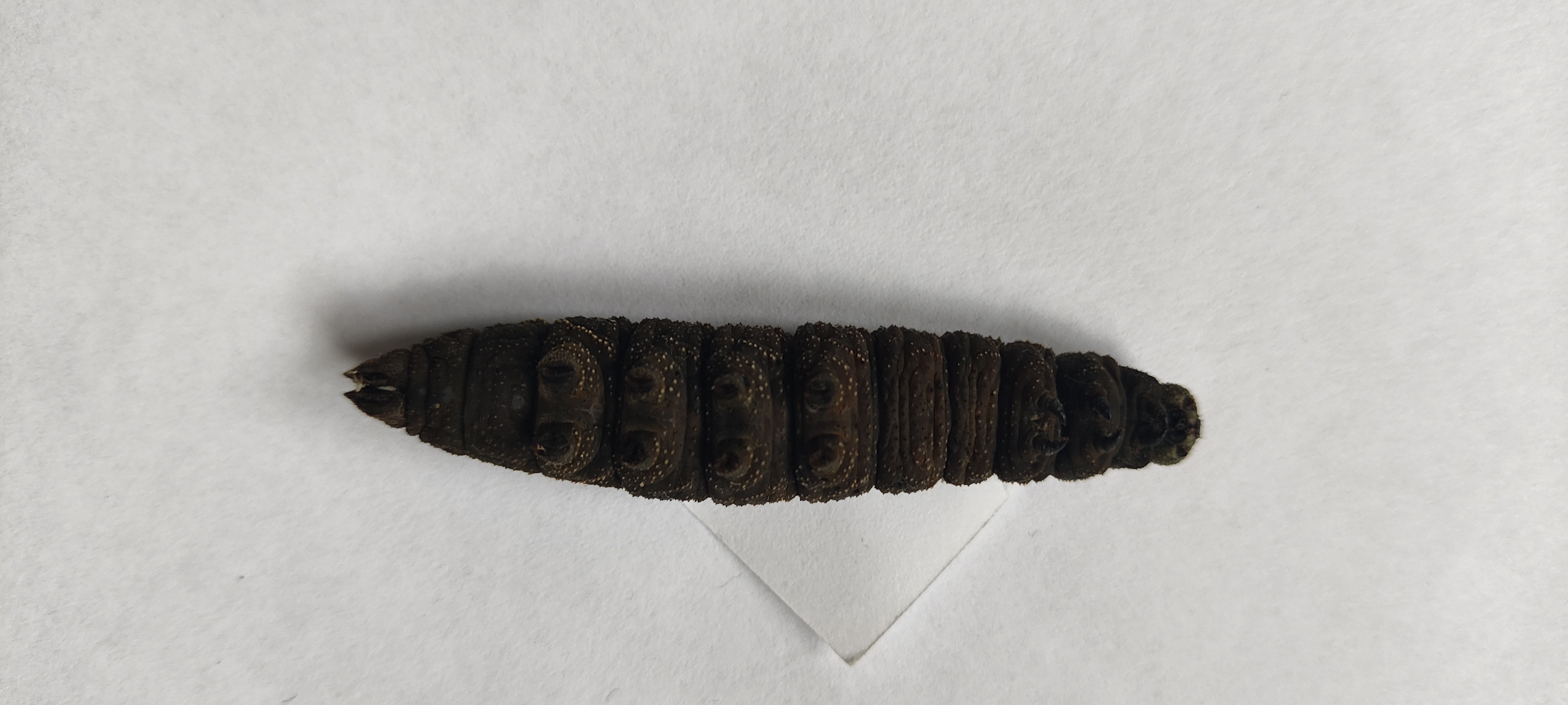 Unidentified hawk-moth caterpillar photo 5