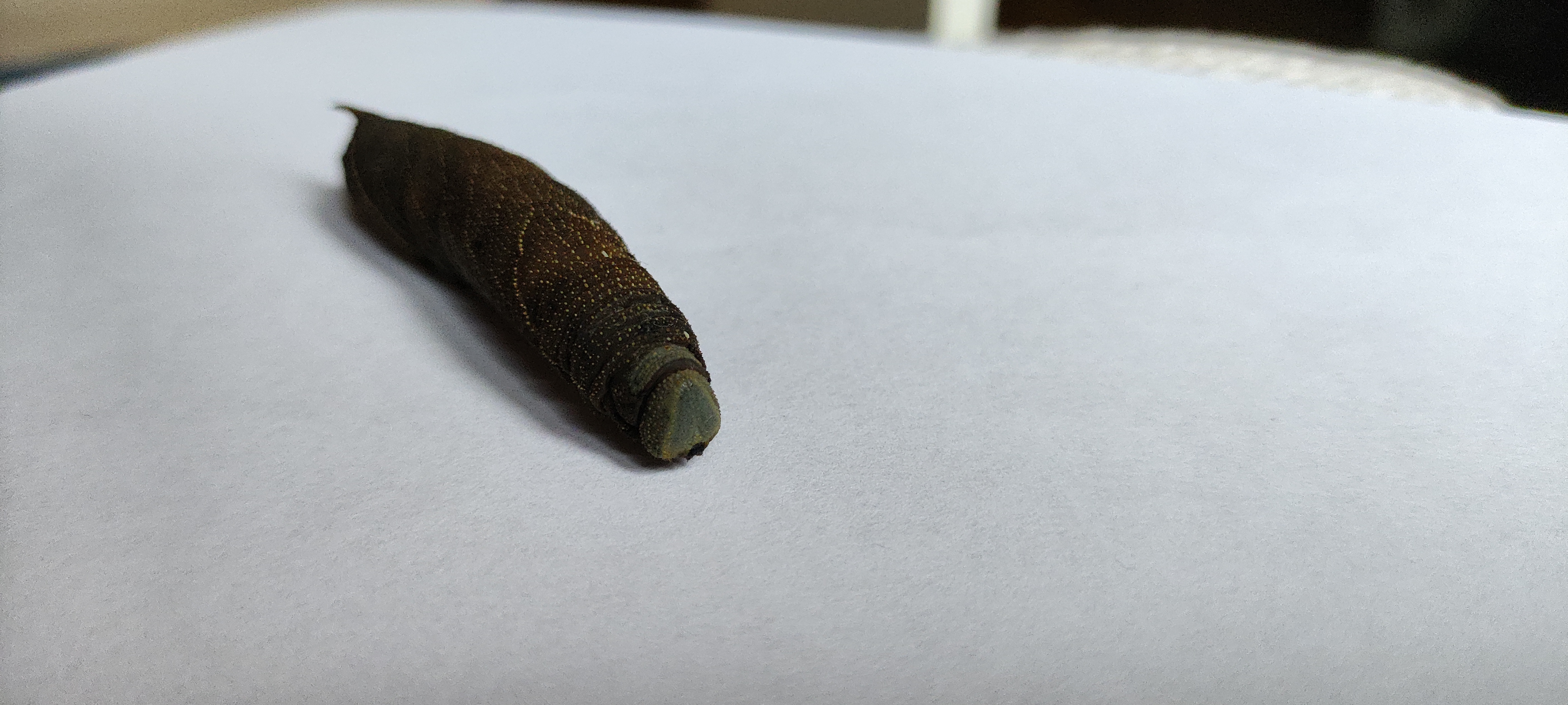 Unidentified hawk-moth caterpillar photo 6