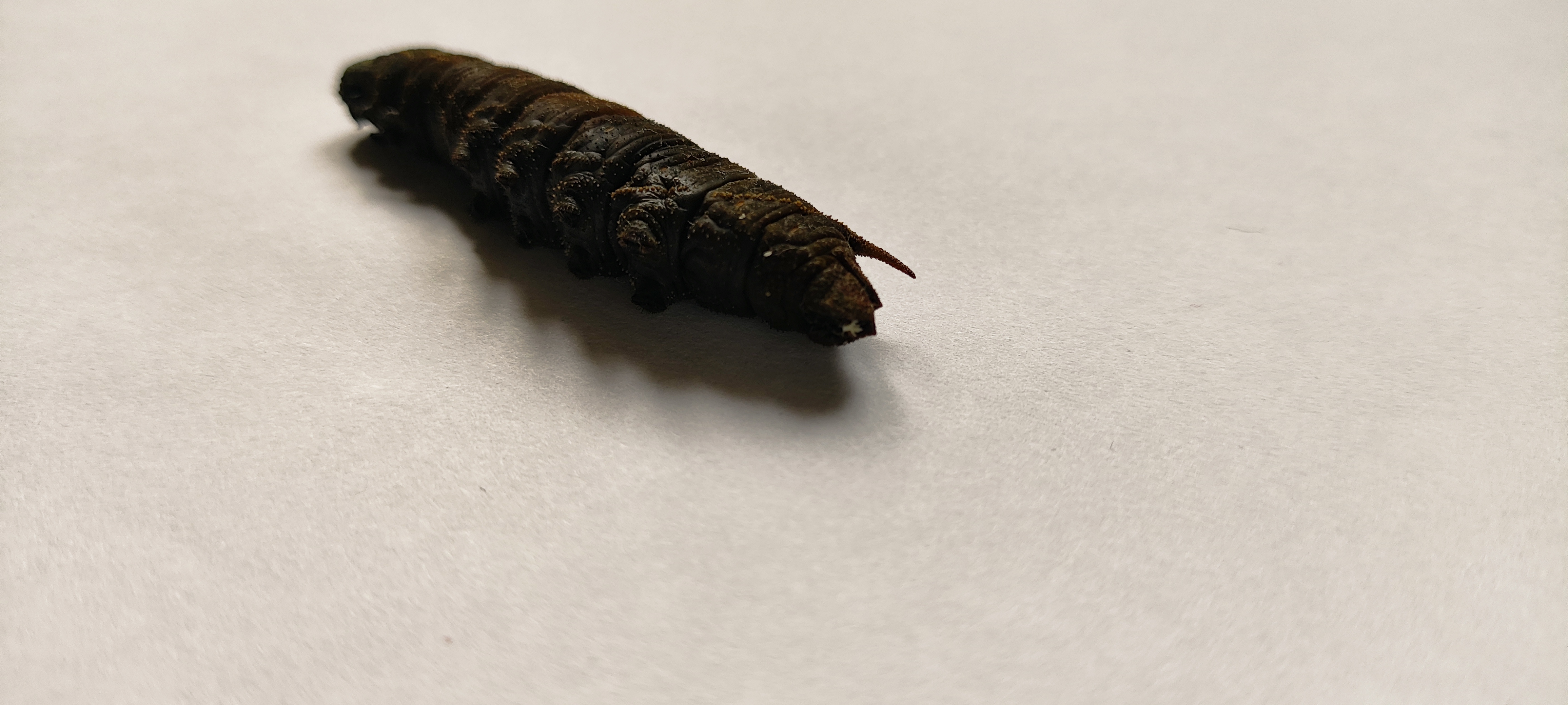 Unidentified hawk-moth caterpillar photo 7