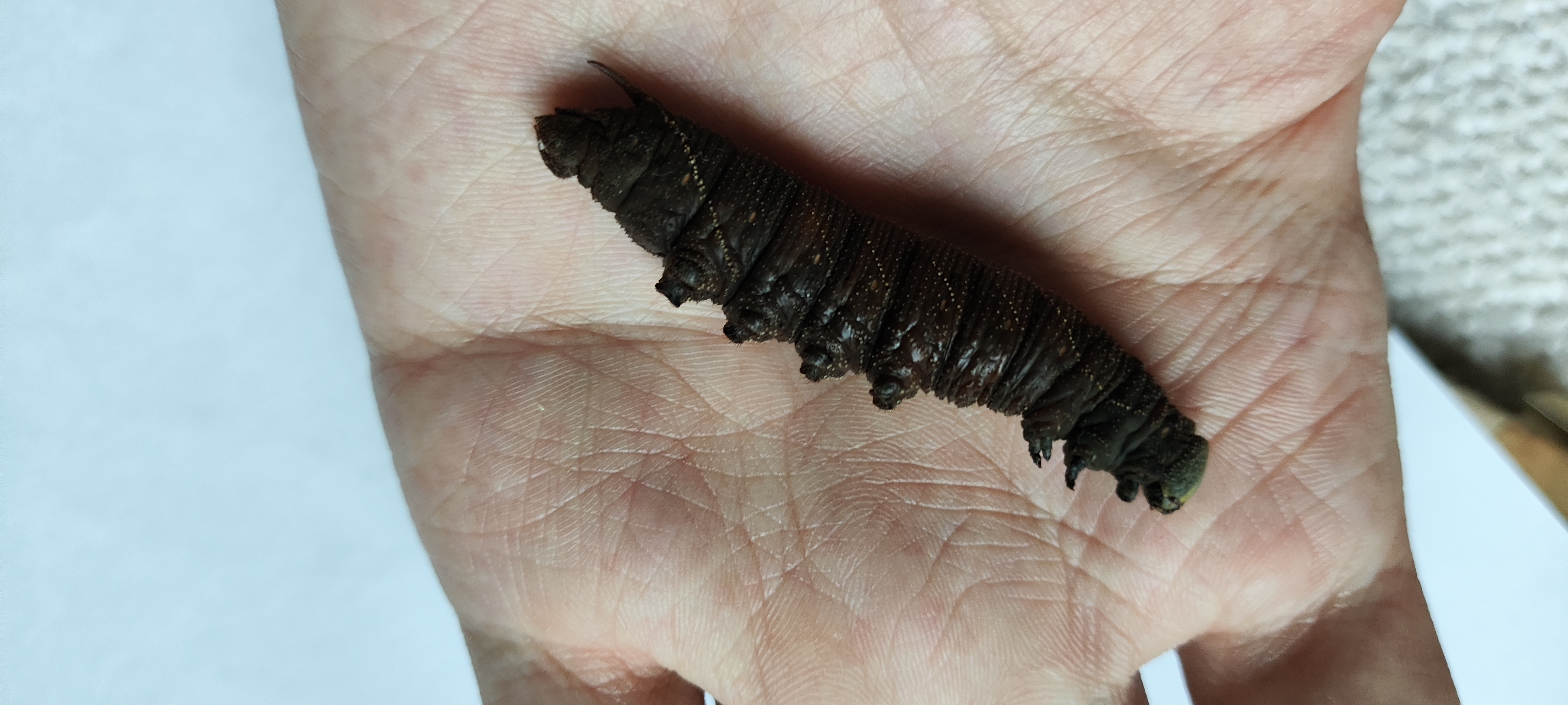 Unidentified hawk-moth caterpillar photo 8