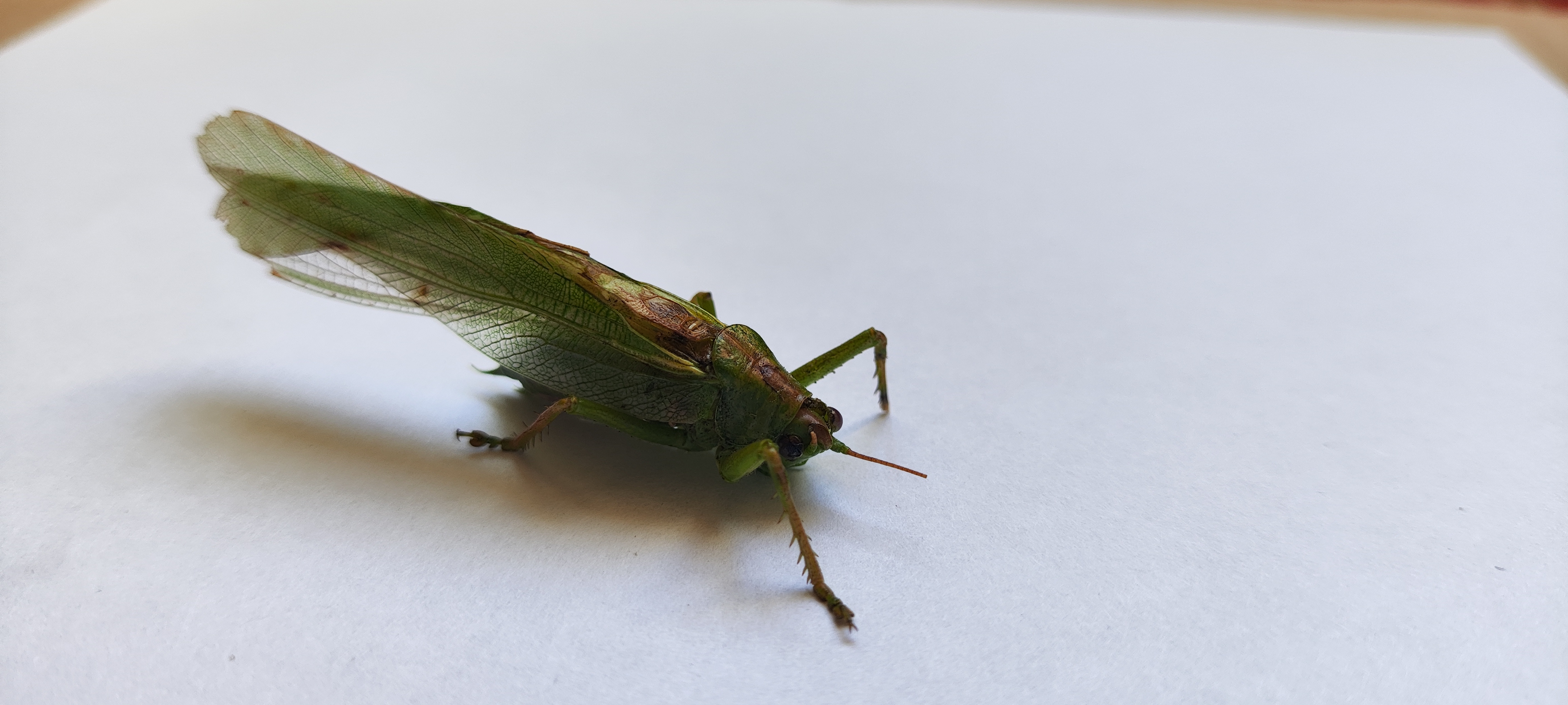 Great Green Bush-cricket photo 3