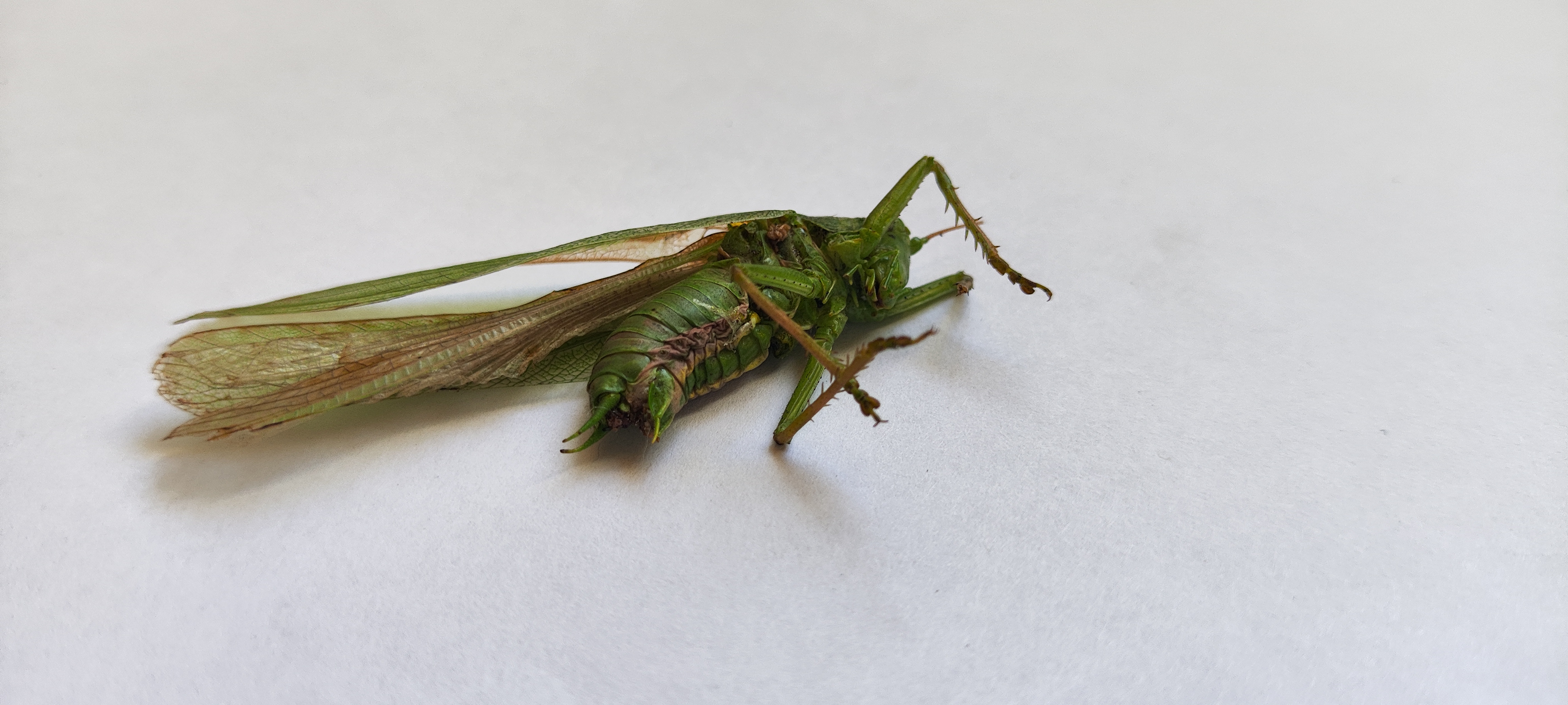 Great Green Bush-cricket