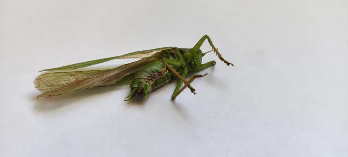 Great Green Bush-cricket