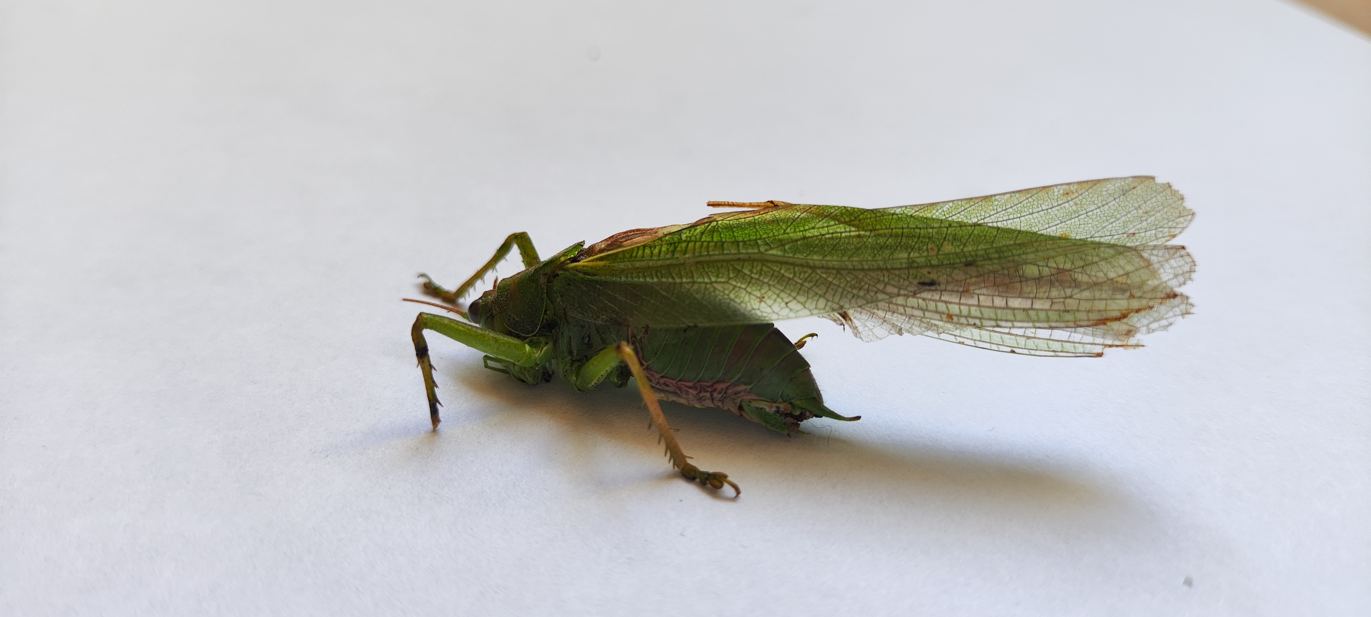 Great Green Bush-cricket photo 4