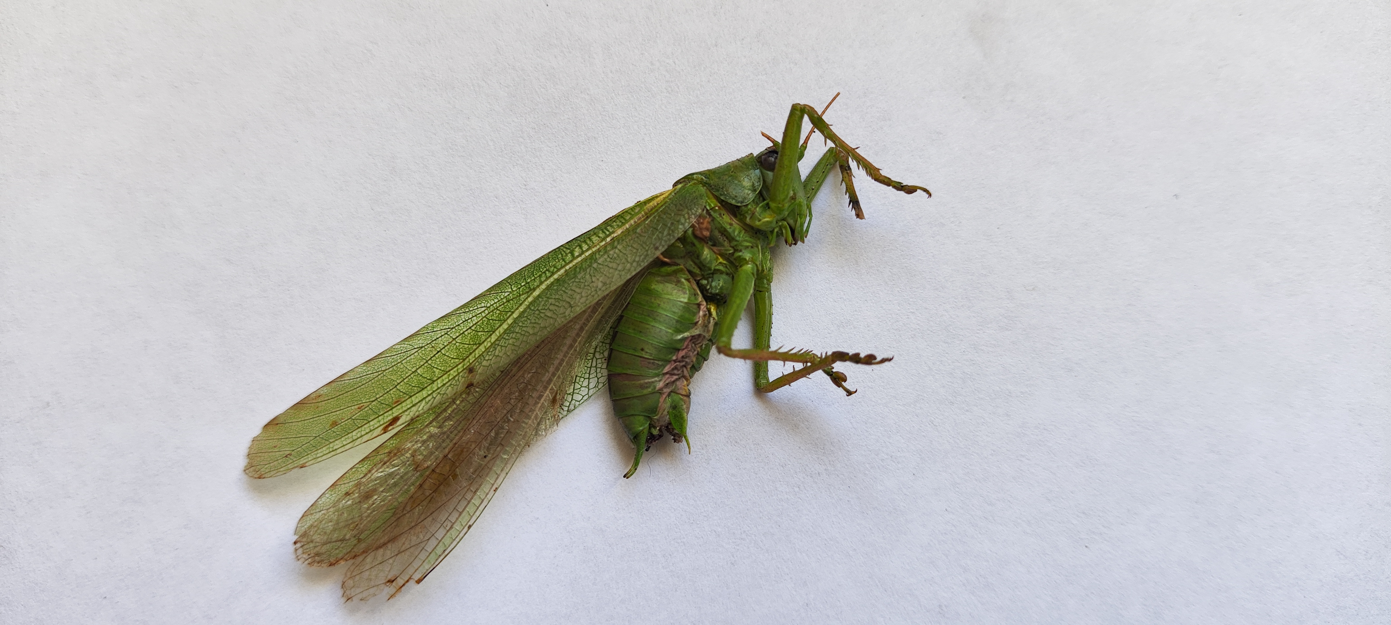 Great Green Bush-cricket photo 5