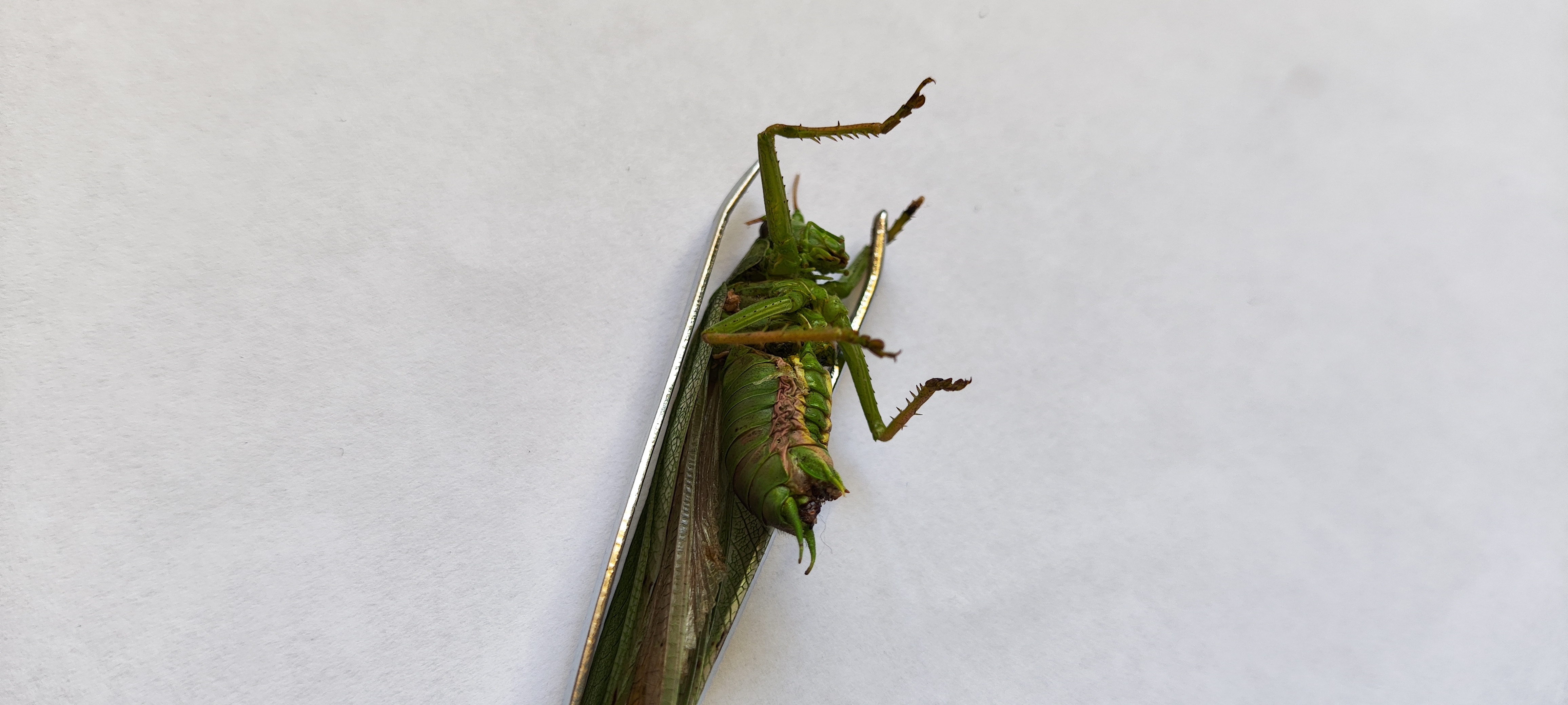 Great Green Bush-cricket photo 6