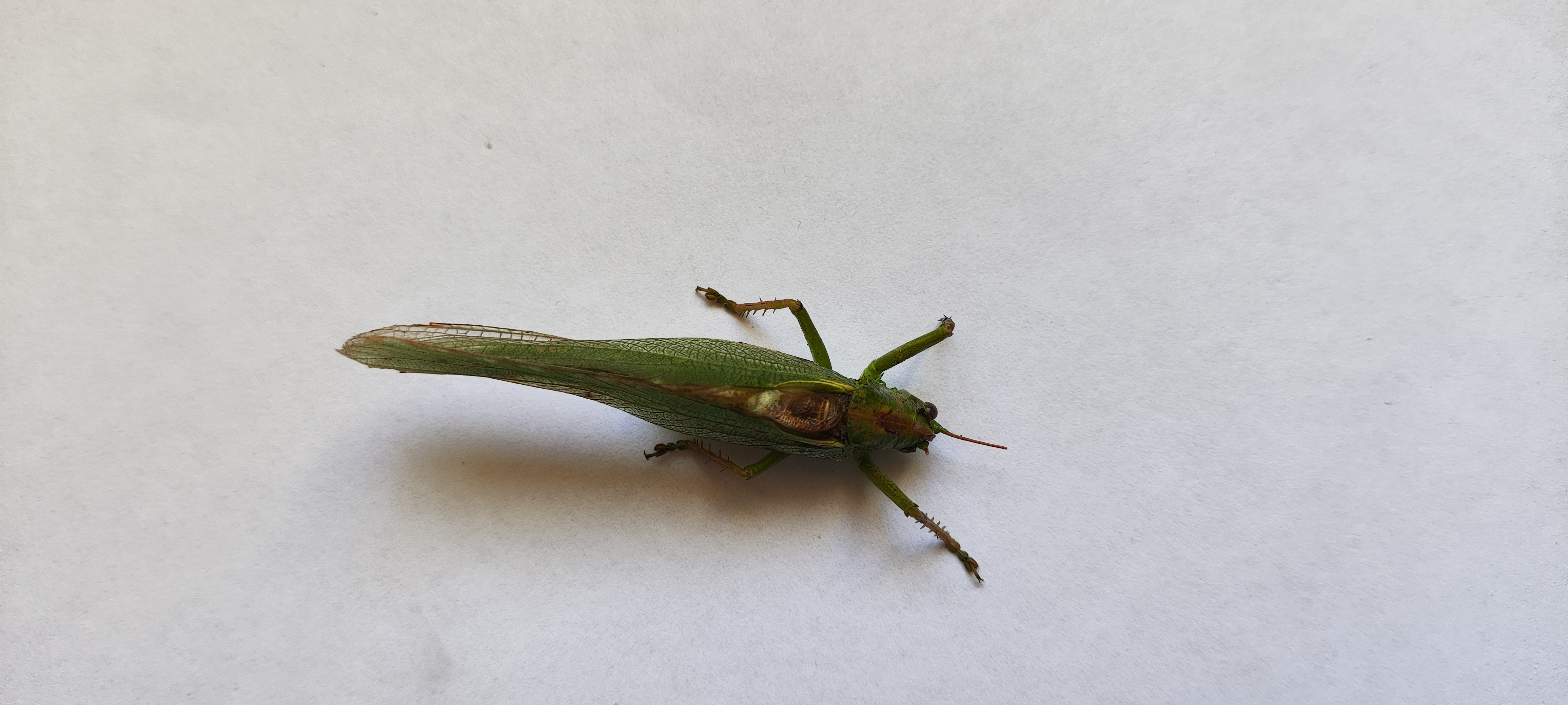 Great Green Bush-cricket photo 7
