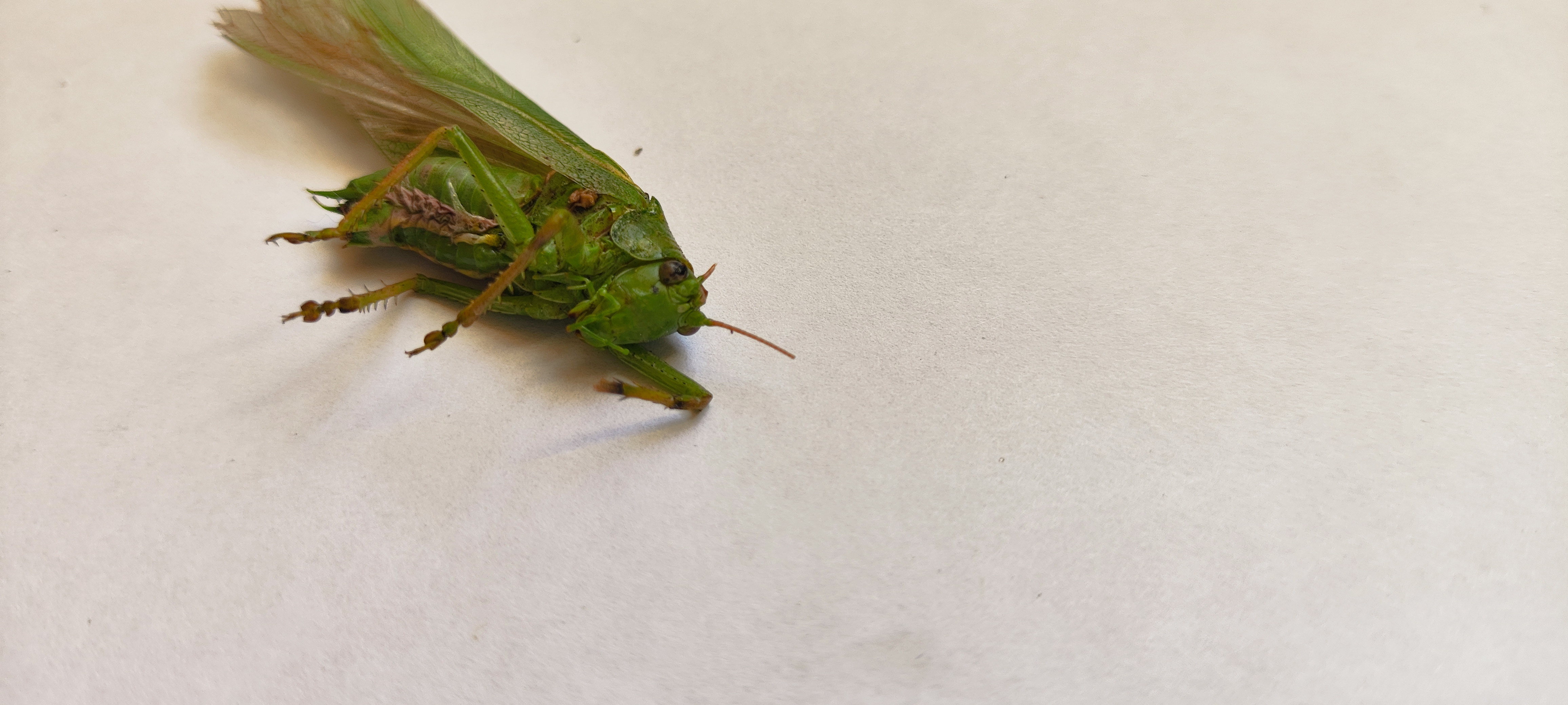 Great Green Bush-cricket photo 8