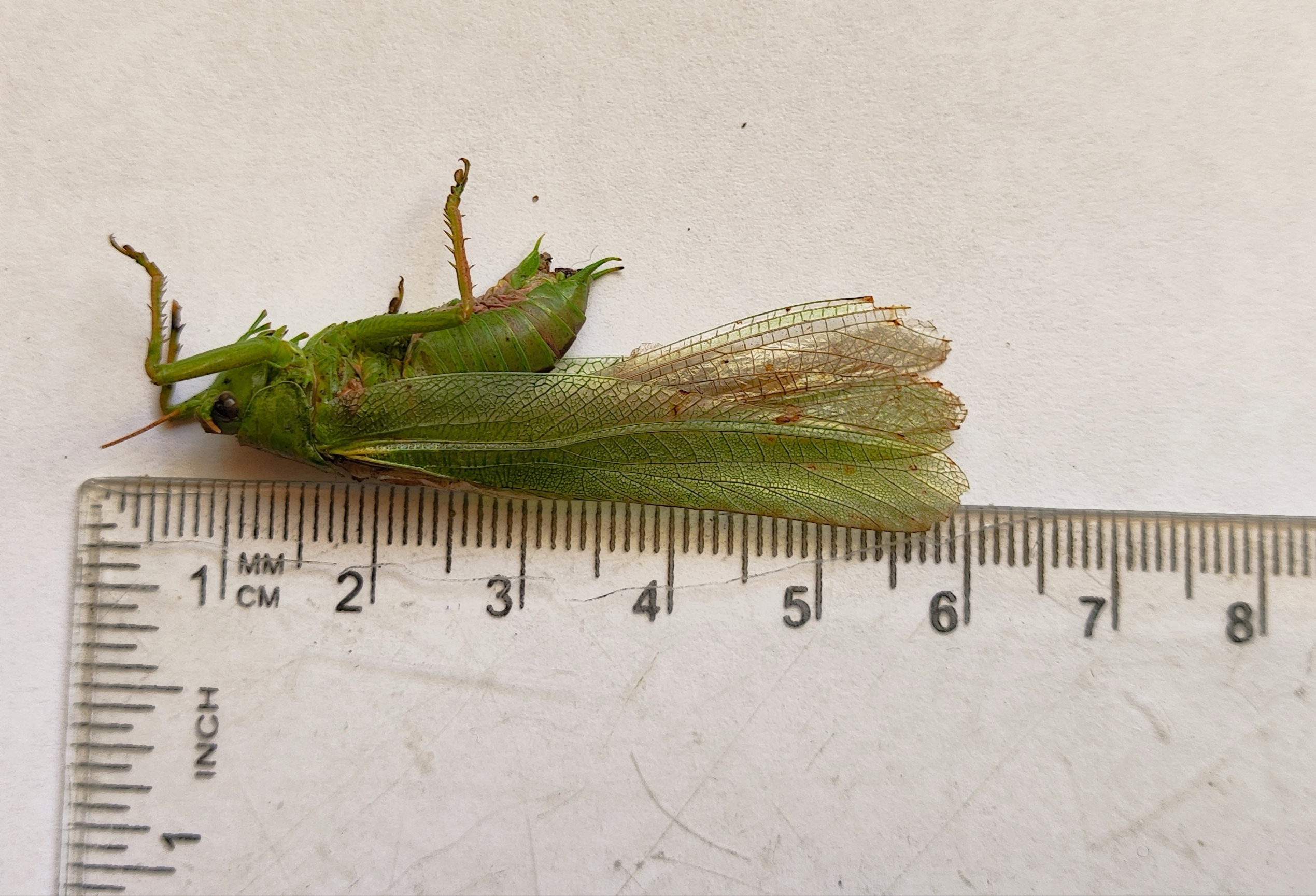 Great Green Bush-cricket photo 2