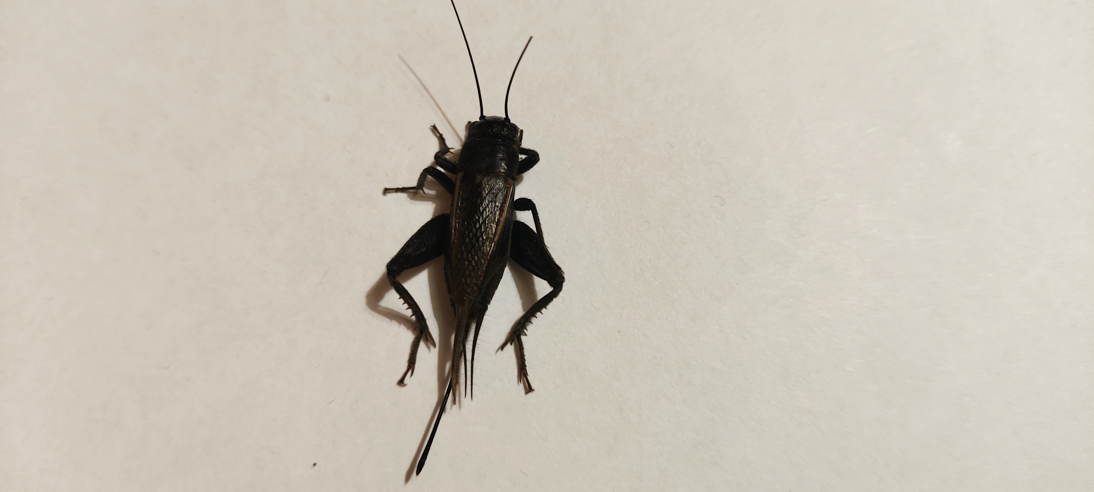 Desert Cricket