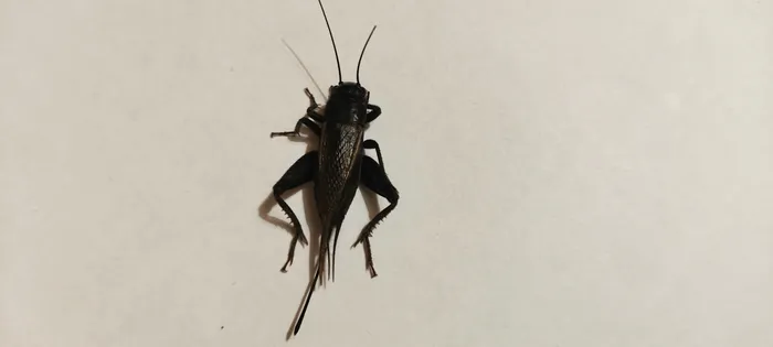 Desert Cricket