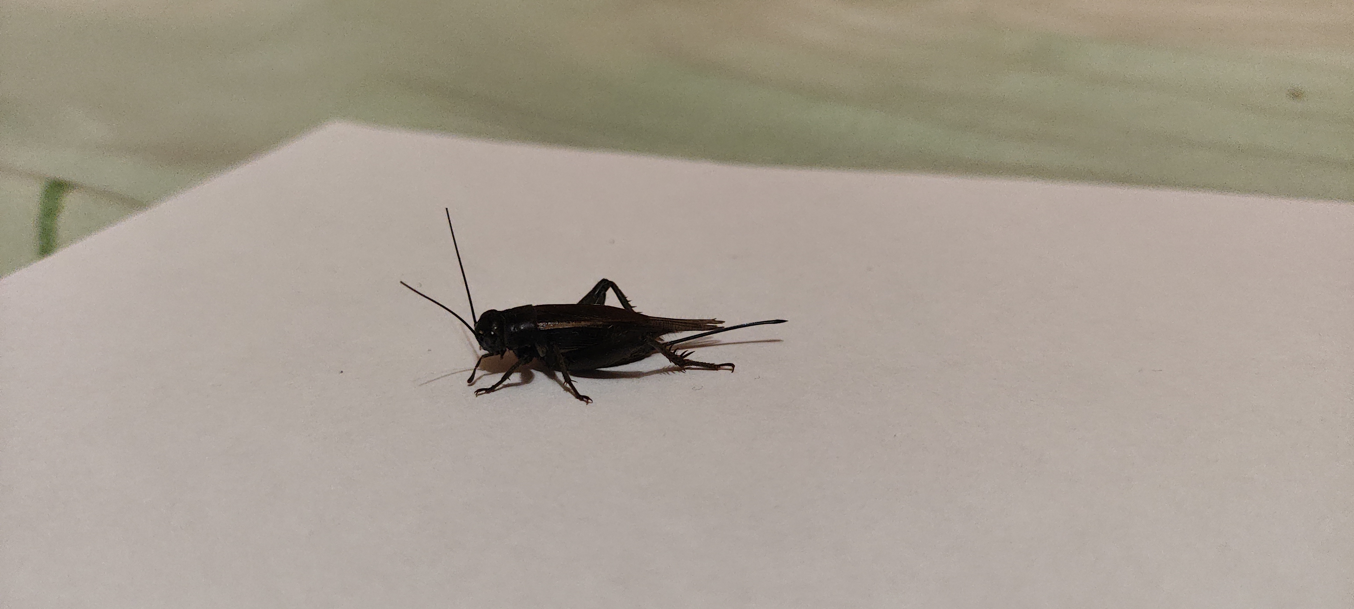 Desert Cricket photo 2