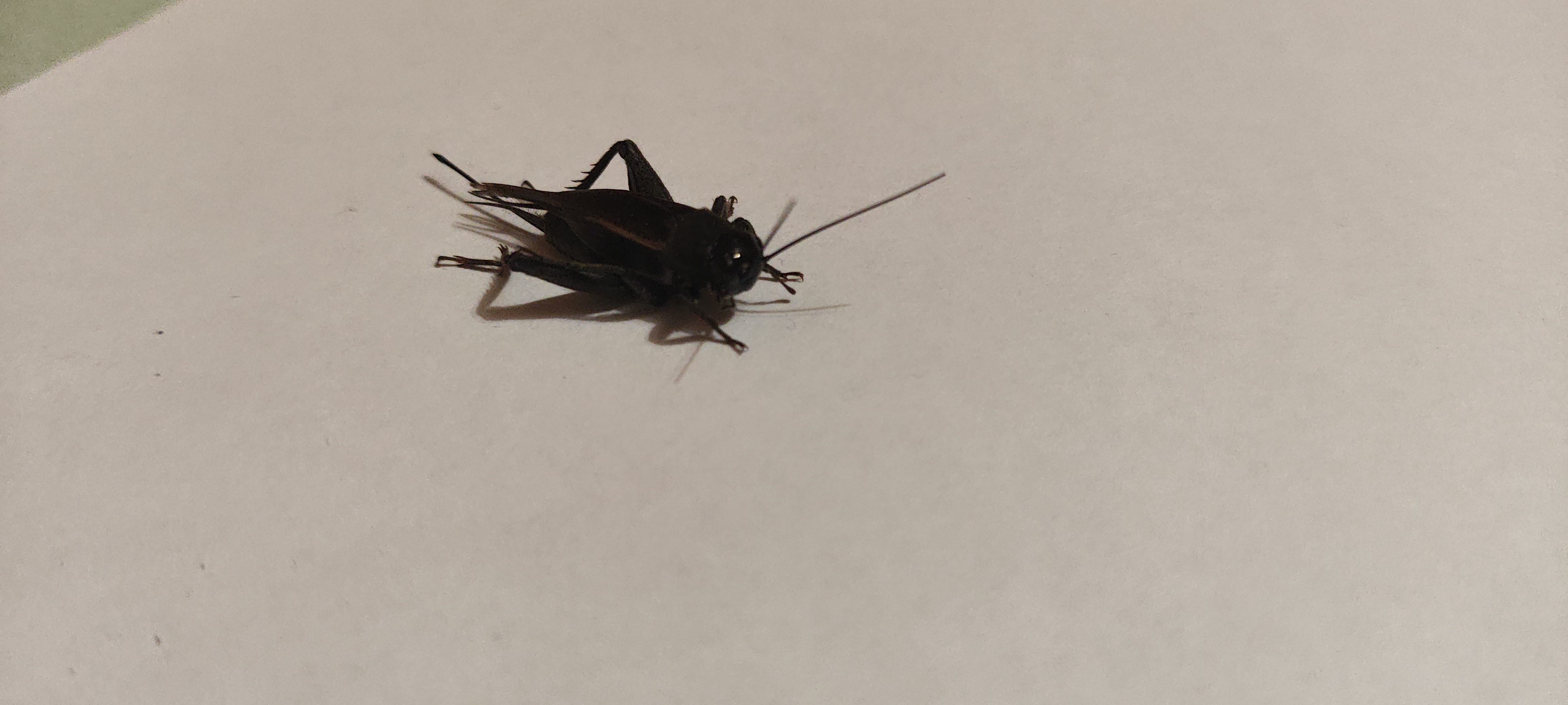 Desert Cricket photo 3
