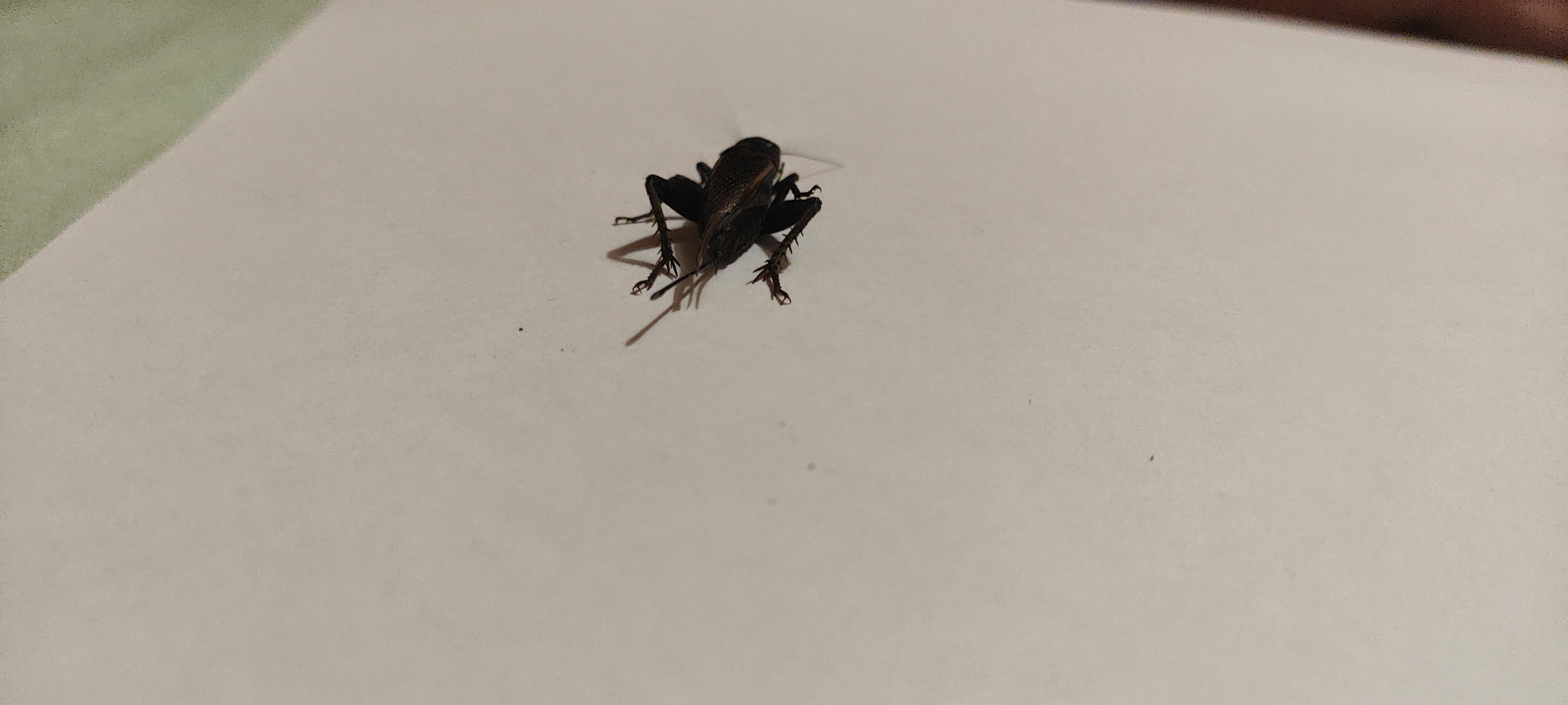 Desert Cricket photo 4