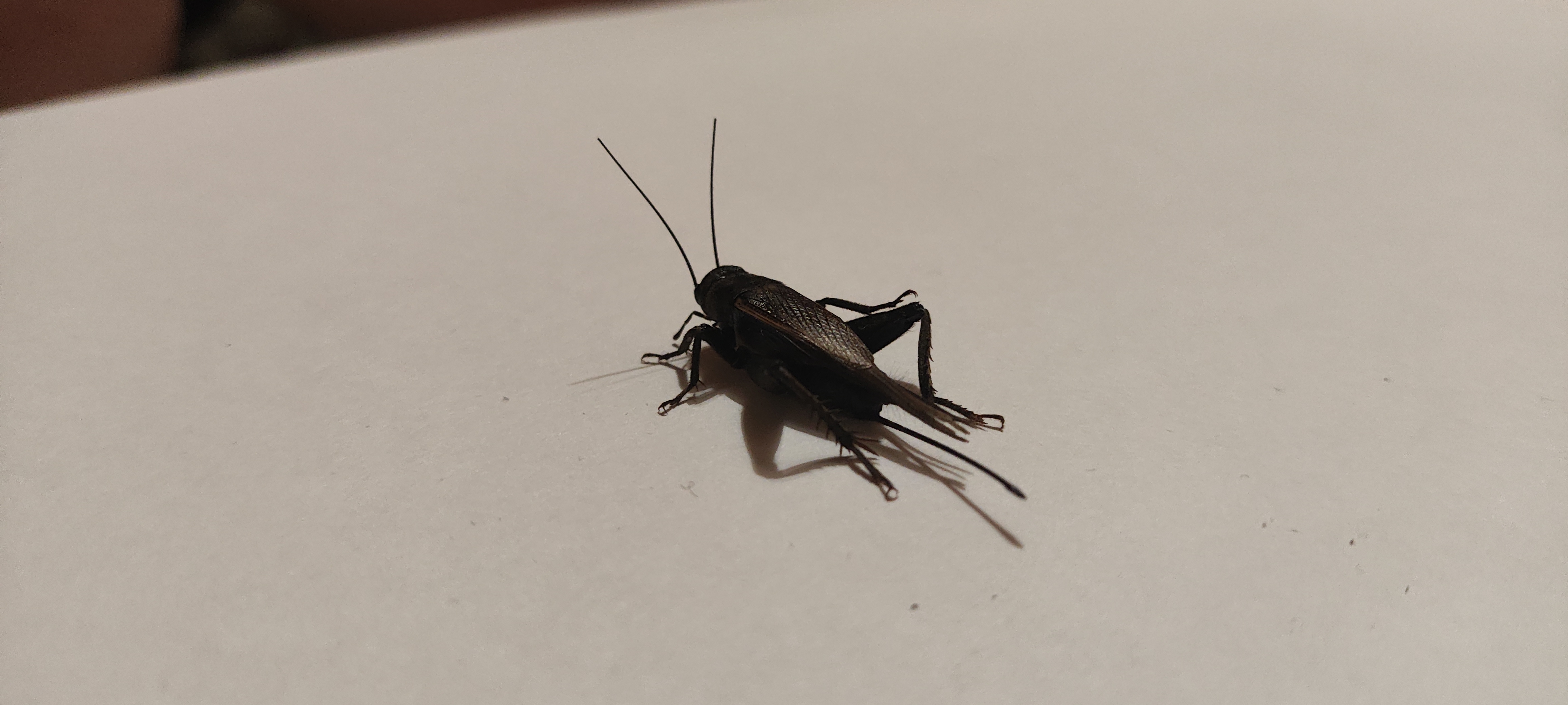 Desert Cricket photo 5