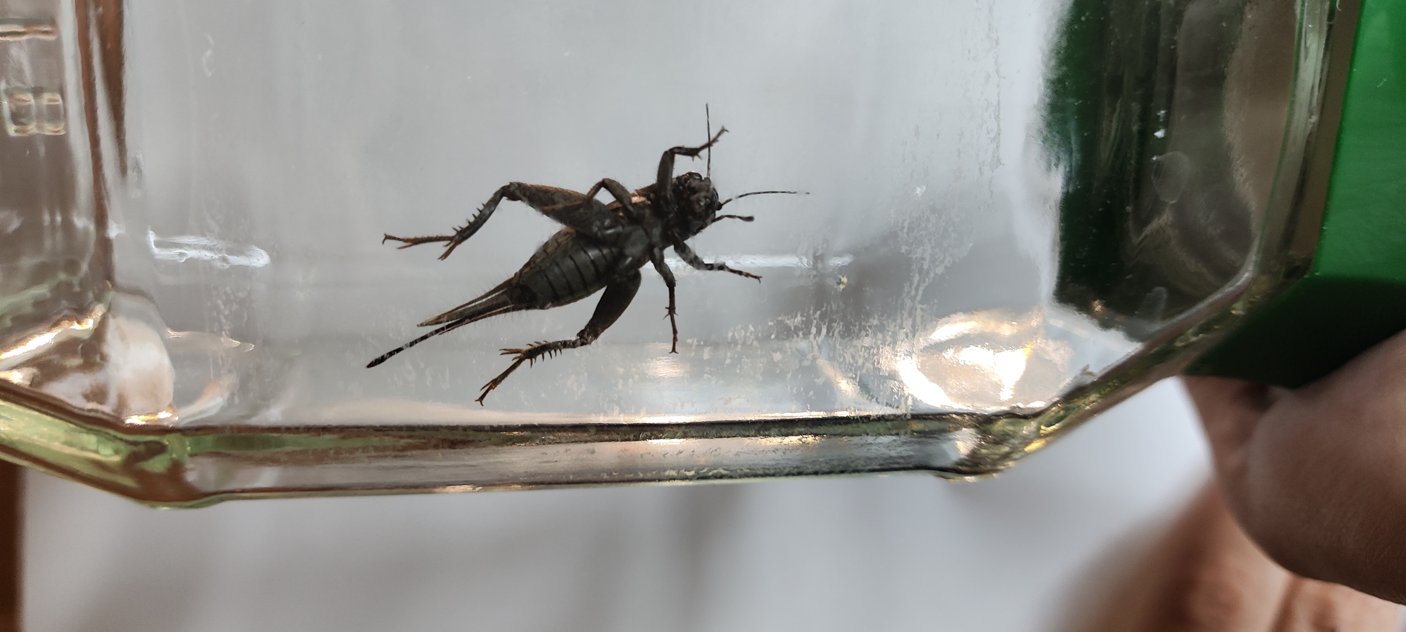 Desert Cricket photo 6